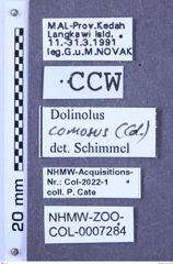 Etiketten zu Dolinolus comosus (Candèze, 1878) (NHMW-ZOO-COL-0007284)